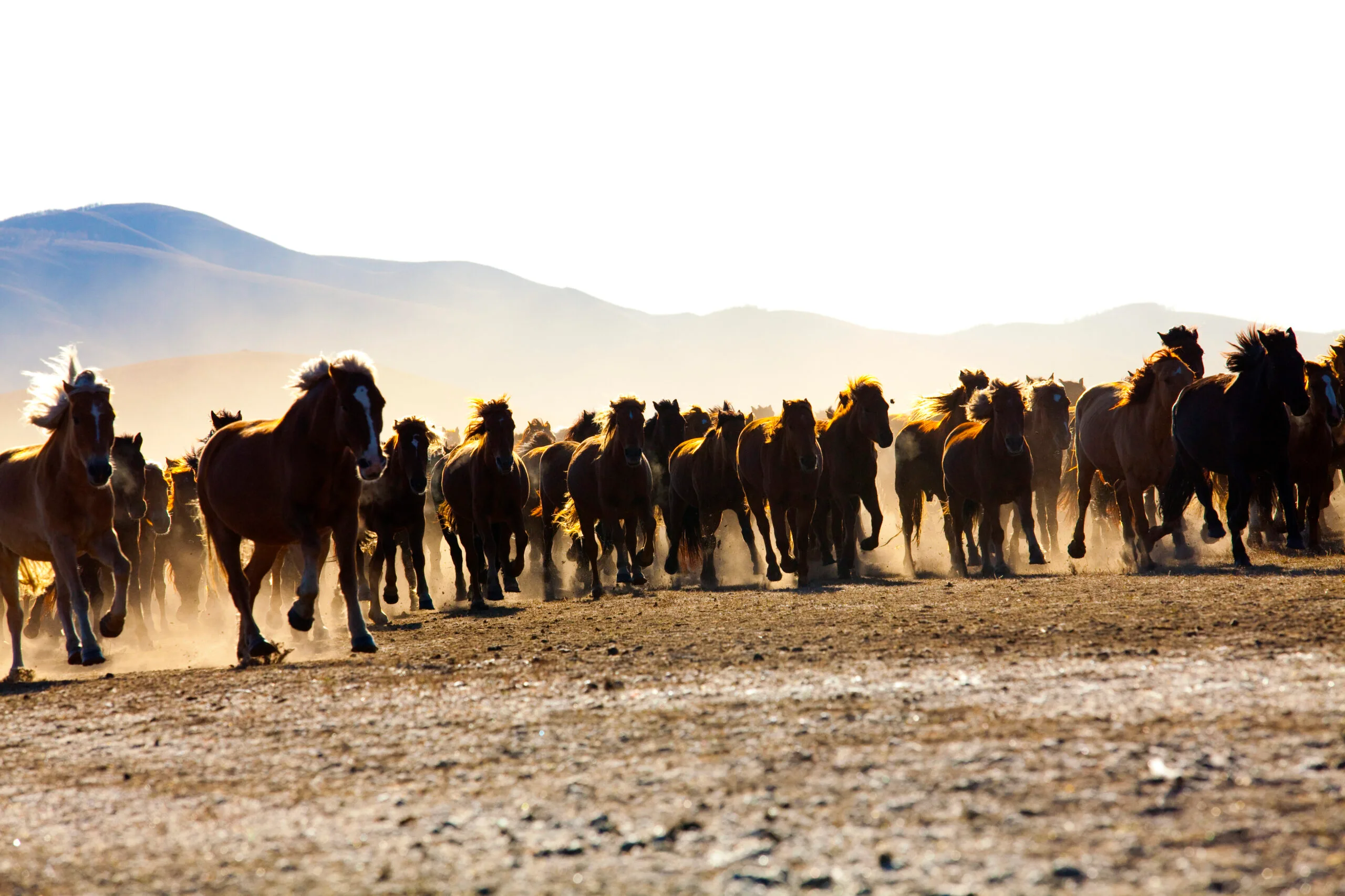 A herd of horses running in Inner Mongolia