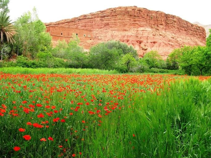 vallée des roses au maroc vallée des roses au maroc