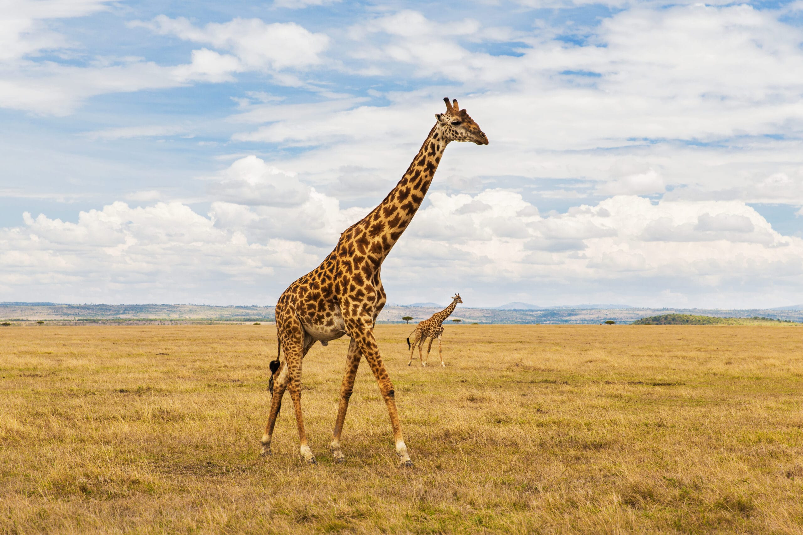 Girafe dans la savane en Afrique