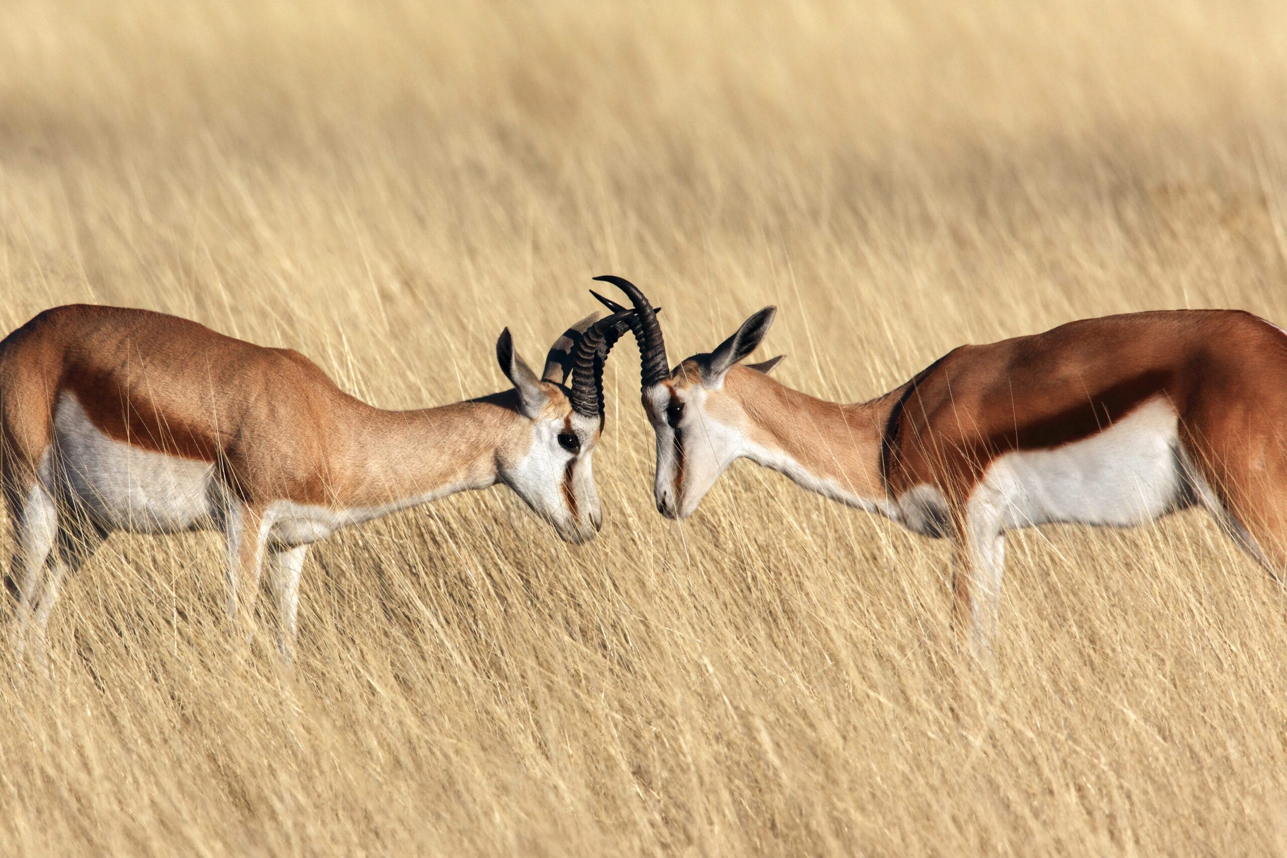 ETOSHA Namibie ETOSHA Namibie