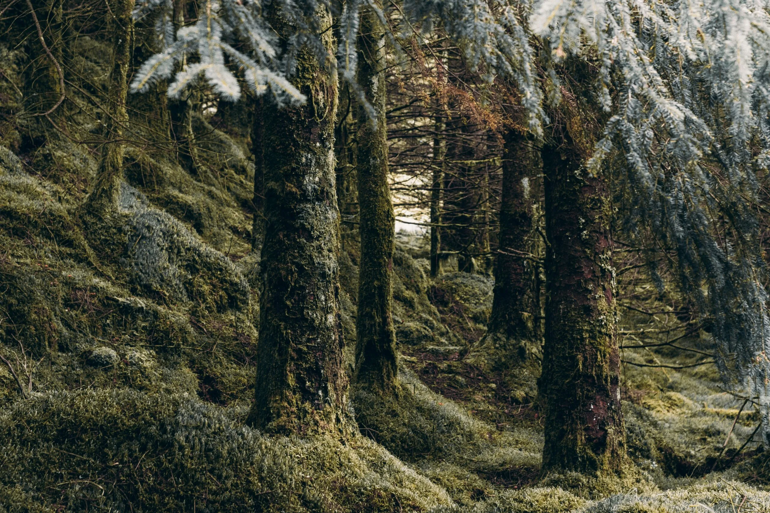 anna-saveleva-ZLMPuE5T2gk-unsplash visuel pour le voyage de l'intuition au renouveau jour 6